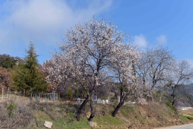 Erik Ağacı Şubat Ayında Çiçek Açtı