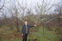 ERİK AĞACI - Erik Ağacı Şubat Ayının Ortasında Çiçek Açtı