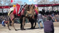 SEYİT ONBAŞI - Geleneksel Seyit Onbaşı Deve Güreşleri
