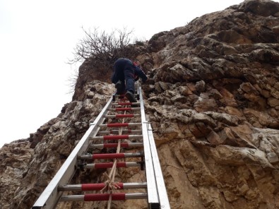 İncir Ağacına Takılan Güvercin Kurtarıldı