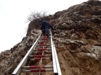 İncir Ağacına Takılan Güvercin Kurtarıldı