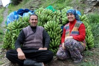 KEÇİ GÜBRESİ - Muzda Rekor Fiyat Üreticinin Yüzünü Güldürdü