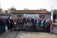 ÜÇPıNAR - Üreticiler Belediyenin Fidanları İle Kalkınacak