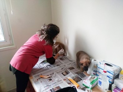 Kastamonu'da Çaya Düşen Köpek, İtfaiye Ekiplerince Kurtarıldı