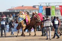 DEVE GÜREŞİ - Sahne Pehlivan Develerindi