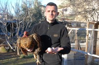 İSMAİL ARSLAN - Bu Tavukların Tanesi 2 Bin, Yumurtası 40 Lira