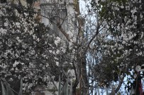 ERİK AĞACI - Erik Ağacı Şubat Ayında Çiçek Açtı