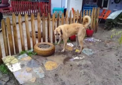 'Kuyu' Köpek Kurtarılmasından Bir Sene Sonra Görüntülendi