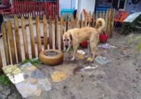 ÖMÜR GEDİK - 'Kuyu' Köpek Kurtarılmasından Bir Sene Sonra Görüntülendi