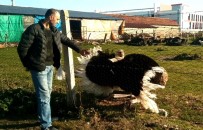 DEVE KUŞU - Samsunlu Avcı Evinin Bahçesinde 35 Türde Hayvan Besliyor