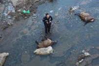 İTFAİYE MERDİVENİ - Telef Olan Koyunları Oltu Çayı'na Attılar