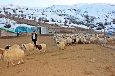 Erzincan'da Bir Yılda 150 Bin'den Fazla Hayvan Satıldı