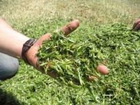 KİRA SÖZLEŞMESİ - İzmitli Çiftçilere Tohum Desteği Verilecek