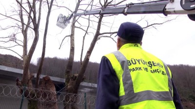 Sakarya'da Arıtma Tesisi Yapımında 'Çınar' Hassasiyeti