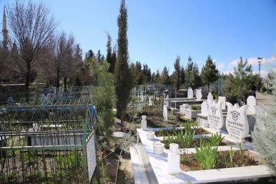 Siirt'te Mezar Sahiplerine Fidan Dağıtıldı