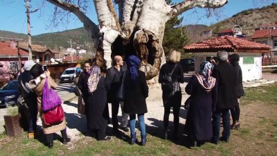 Taraklı'daki 7 Asırlık Çınar Ağacına Yoğun İlgi