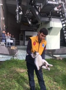 Yürüyen Merdivene Sıkışan Kediyi Veteriner Ekipleri Kurtardı