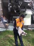 YÜRÜYEN MERDİVEN - Yürüyen Merdivene Sıkışan Kediyi Veteriner Ekipleri Kurtardı