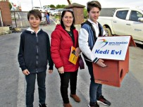 BEYLIKDÜZÜ BELEDIYESI - Beylikdüzü'nde 170 Kedi Sıcak Yuvaya Kavuştu