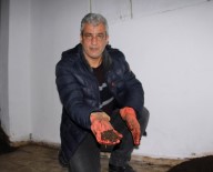 KALIFORNIYA - İnsanlar Kanser Olmasın Diye 1 Milyon Solucan İle Organik Gübre Üretiyor