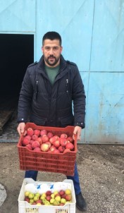 Senirkent'te Afrin'deki Mehmetçik İçin '1 Kasa Elma Kampanyası'