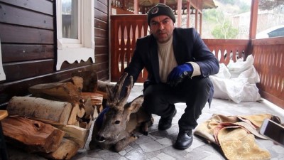 Denize Atlayan Karaca Kurtarıldı