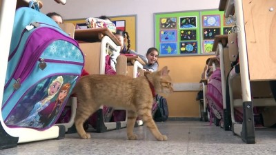 Kedi 'Tombi' Sınıfa Döndü