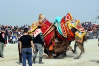 Salihli'de Geleneksel Deve Güreşi İptal