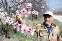 EMIRSEYIT - Tokat'ta Kış Mevsiminde Meyve Ağaçları Çiçek Açtı