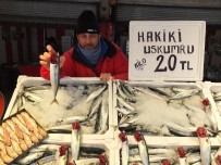 NORVEÇ - Uskumru Hamsinin Tahtını Sallıyor