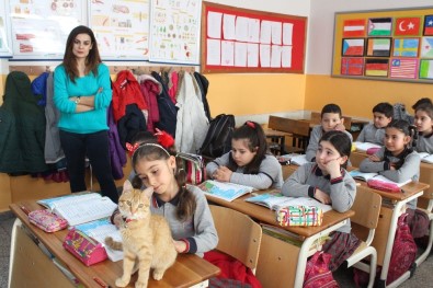 Veli Şikayetiyle Uzaklaştırılan Kedi Tombi Yeniden Okula Döndü