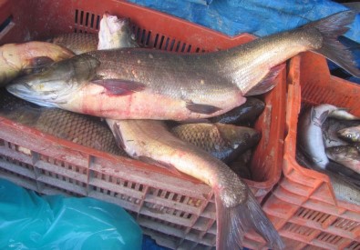 Arabanlıların Balık İhtiyacı Fırat'tan Karşılanıyor