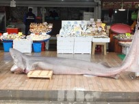 KANSER TEDAVİSİ - Ege'nin Kralı Yakalandı