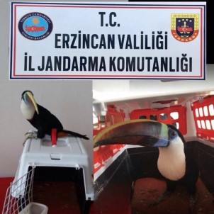 Erzincan'da 25 bin TL değerinde Tukan cinsi kuş ele geçirildi