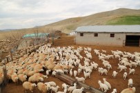 Koyun Ve Kuzuların Renkli Buluşması Haberi