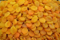 İHRACAT RAKAMLARI - Malatya'dan Bir Yılda 266 Milyon Dolarlık Kayısı İhracatı Yapıldı