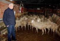 NÜFUS KAĞIDI - '300 Koyun' İçin Başvuruları Başladı