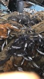 BALIK TUTMAK - Ağlara Yüzlerce Kefal Balığı Takılınca Balıkçının Yüzü Güldü
