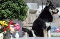 Arjantin'de Vefalı Köpek, 11 Yıl Boyunca Sahibinin Mezarı Başında Bekledi