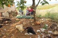 SOKAK KÖPEĞİ - Köpekler, Tavukları Telef Etti