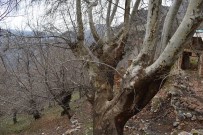 ASIRLIK ÇINAR - 500 Yıllık Çınar Ağacı Yıllara Meydan Okuyor