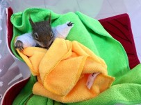 ORMANA - Karamel Artık Zıplayıp Koşamayacak