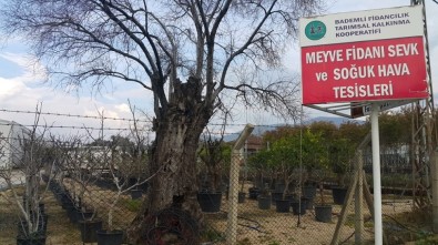 Ödemiş'ten Türki Cumhuriyetlere 1 Milyon Meyve Fidanı