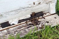 TARSIM - Aydın'da Arıcılara Şok