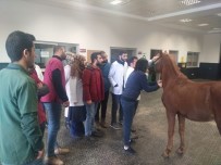 TÜRKIYE JOKEY KULÜBÜ - Öğrencilere Hipodromda Uygulamalı Eğitim