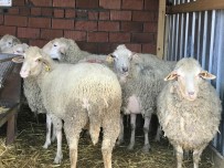 İSMAIL KAYA - Çanakkale'de 43 Köy Karantina Altına Alındı