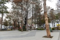 KALDIRIMLAR - Çorum'da Kuruyan Ağaçların Yerine Yenileri Dikilecek