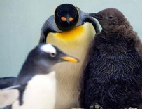 KÜRESEL ISINMA - Küresel ısınma kral penguenleri de tehdit ediyor