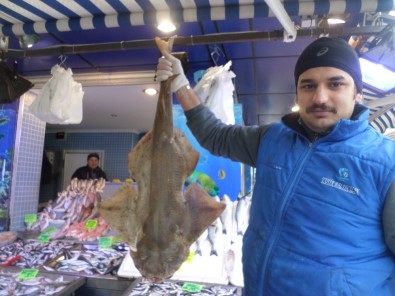 Marmara Denizi'nde Balıkçı Ağlarına Köpekbalığı Takıldı
