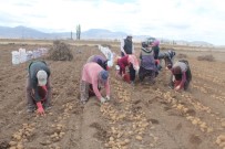 ALPASLAN KAVAKLIOĞLU - Patatese Verilen Teşvik Çiftçiyi Rahatlatacak
